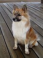 Icelandic Sheepdog (Íslenskur Fjárhundur)