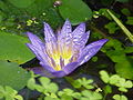 Die waterlelie (Nymphaea nouchali) is Sri Lanka se nasionale blom