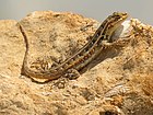 Sceloporus cozumelae, Meksika. (12 February 2015)