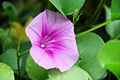 Ipomoea pes-caprae in China