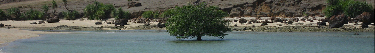 A tree partly submerged in water growing in Lombok