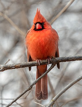 Northern cardinal, male by Rhododendrites