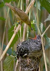 طائر بني صغير يضع حشرة داخل منقار طائر رمادي أكبر منه في العش