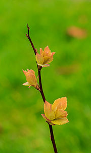 Spiraea japonica 'Goldflame' (Japanese Meadowsweet)