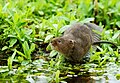 European water vole (Arvicola amphibius)