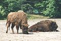 Wisent, Wildtier des Jahres