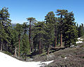 Mixed Abies concolor subsp. lowiana and Pinus jeffreyi forest in the San Gabriel Mountains