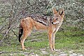 black-backed jackal