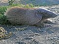 screaming hairy armadillo