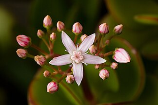 Flower and buds