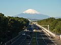 砂防事業で造成された湘南海岸のクロマツ林（神奈川県）