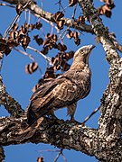 Oriental honey buzzard Mudumalai Mar21 DSC01405.jpg