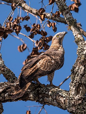 Crested honey buzzard in Mudumalai National Park, created and nominated by Tagooty