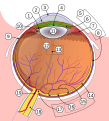 Shematski crtež ljudskog oka. 1. Stražnja očna sobica 2. Prednja očna sobica 3. Rožnica 4. Zjenica 5. 6. Šarenica 7. Zonularna vlakna 8. Žilnica 9. Bjeloočnica 10. Suspenzorni ligament 11. Leća 12. Staklasto tijelo 13. Hijaloidni kanal 14. Mrežnica 15. 16. Fovea 17. Optički disk 18. Vidni živac 19. Mrežnične krvne žile