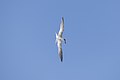 Sandwich tern looking for prey