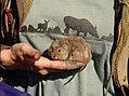 taiga vole