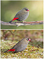 Image 10 Beautiful Firetail Photo: JJ Harrison A Beautiful Firetail (Stagonopleura bella) male (top) and female. In this common Australian species of estrildid finch, nest-building and raising children is done collaboratively. More selected pictures