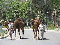 מטפלים מנהיגים גמלים בגן