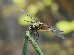 Odonata