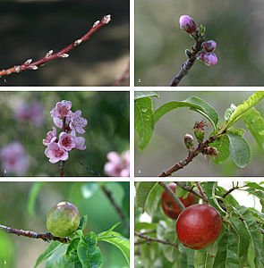 Prunus persica var. nucipersica (Nectarine) fruit development