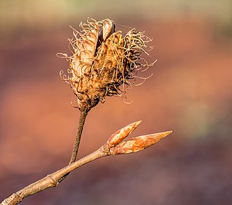 Opengebarsten lege vrucht (nap) van beuk (Fagus sylvatica)