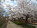 Takaoka Kojo Park 高岡古城公園