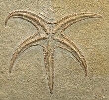 Starfish fossil