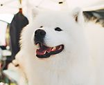 Haɣ kahʋlʋmaɣ (Samoyed)