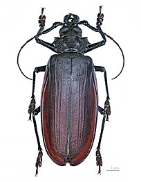 O escaravello titán, Titanus giganteus, un cerambícido tropical, é un dos insectos máis grandes e pesados do mundo.