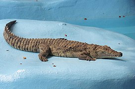 Nile crocodile