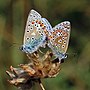 Thumbnail for File:Common blues (Polyommatus icarus) mating, male (l) and female (r).jpg