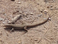 Lizard along the trail.