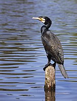 Kormoran zwyczajny