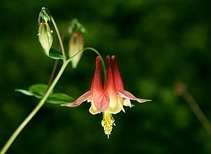 Aquilegia formosa (Crimson Columbine)