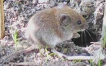 The bank vole ("Myodes glareolus") leeves in widland auries in Europe an Asia.