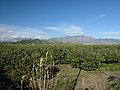 Cherimoya (A. cherimola) plantation