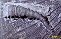 Cornulitid on a strophomenid brachiopod valve (Upper Ordovician, southeastern Indiana).