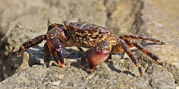 Marbled crab (Pachygrapsus marmoratus) Butrint