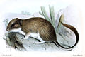 mountain degu