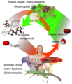 Correlation between the carbon cycle and formation of organic compounds.