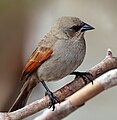 5. Barnaszárnyú gulyajáró (Agelaioides badius) hím (Pantanal, Mato Grosso, Brazília) (javítás)/(csere)