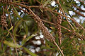 Callistemon citrinus