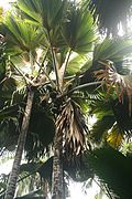 Lodoicea maldivica, is-siġra tal-palm endemika tas-Seychelles