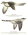 Image 2The hawk-cuckoo resembles a predatory shikra, giving the cuckoo time to lay eggs in a songbird's nest unnoticed (from Animal coloration)