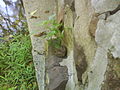 Frog perched on a ledge near the Ten Mile Run