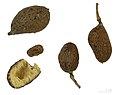  Hymenaea verrucosa