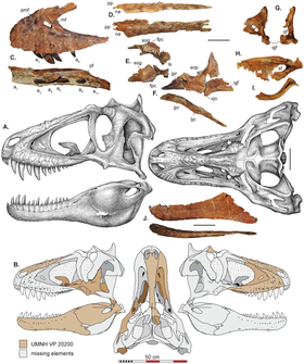 Greyscale reconstruction of a skull viewed from the left and from above; various fossils of skull bones appear above, and are highlighted in brown on silhouettes of the skull below