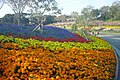 Marigold beds at Green Park in mid-November 2004