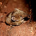 Cowan's shrew tenrec