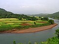 Paddy fields in Maharashtra